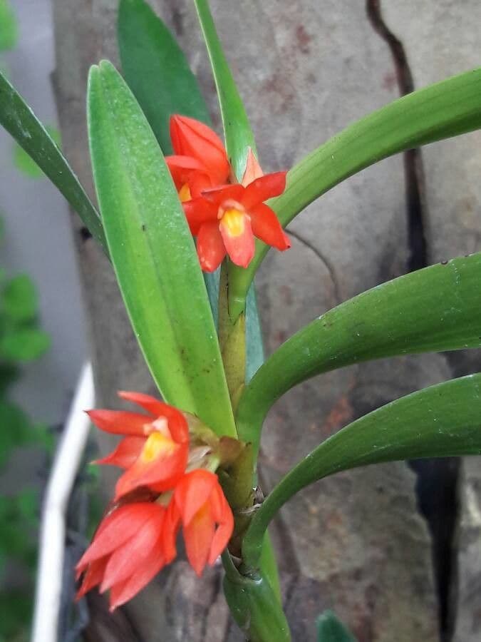 Scaphyglottis 4