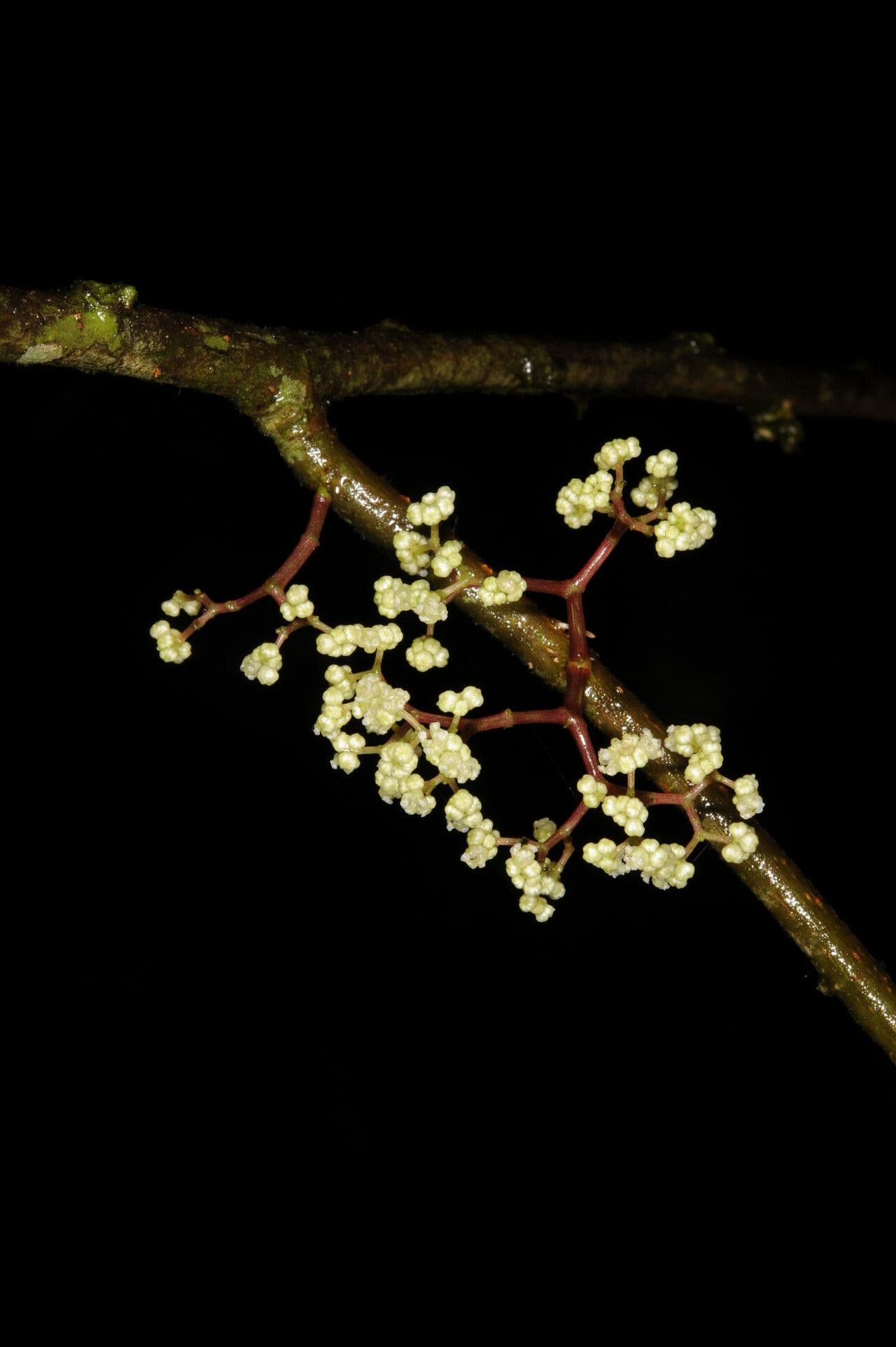 Urera lianiforme 11