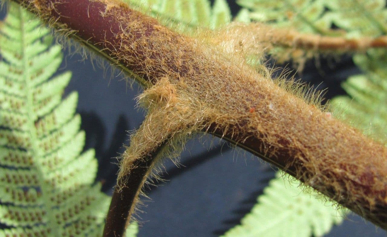 Lophosoria quadripinnata 14