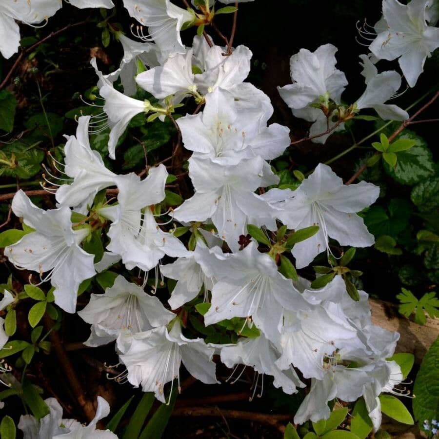 Rhododendron 15