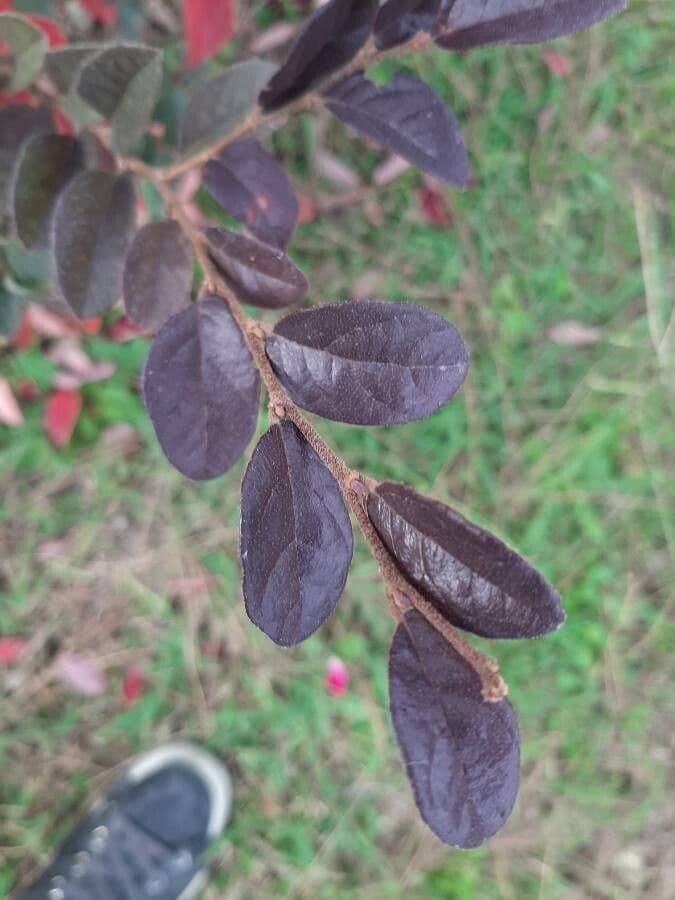 Cotoneaster zabelii 13