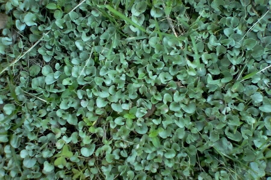 Dichondra a fiore piccolo 6