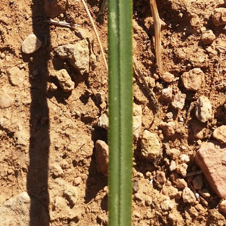 Erba delle pampas 19