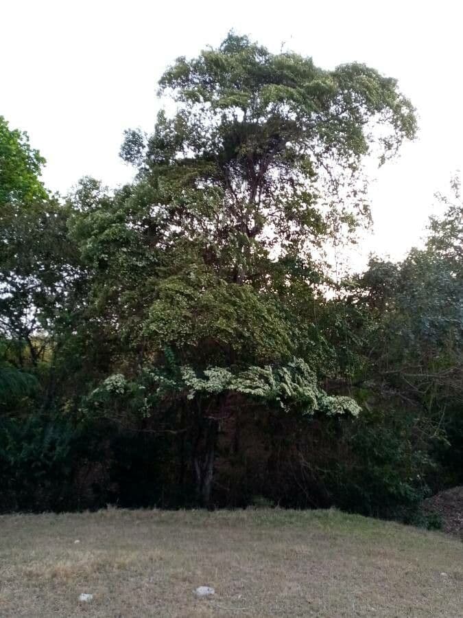 Calycophyllum 10