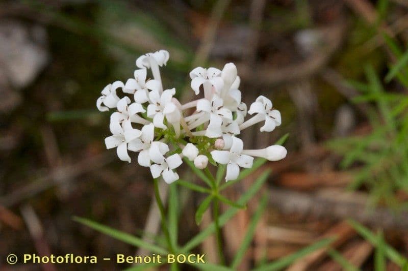 Asperula a sei foglie