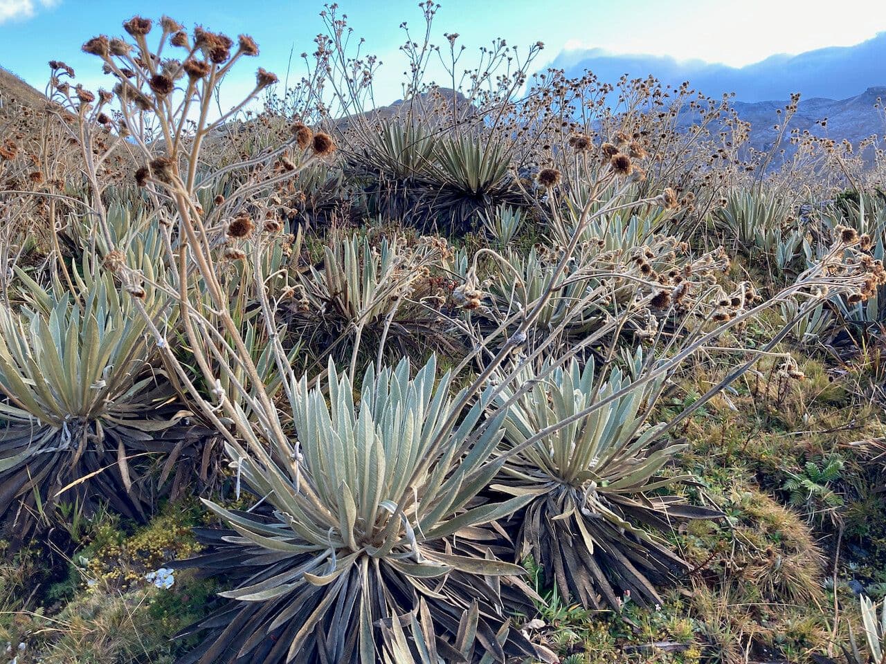 Espeletiopsis 11
