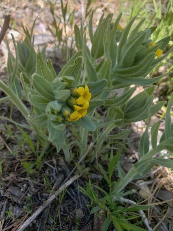 Lithospermum 2