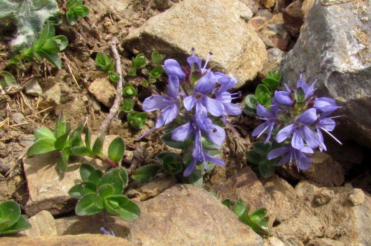 Veronica pirenaica 8