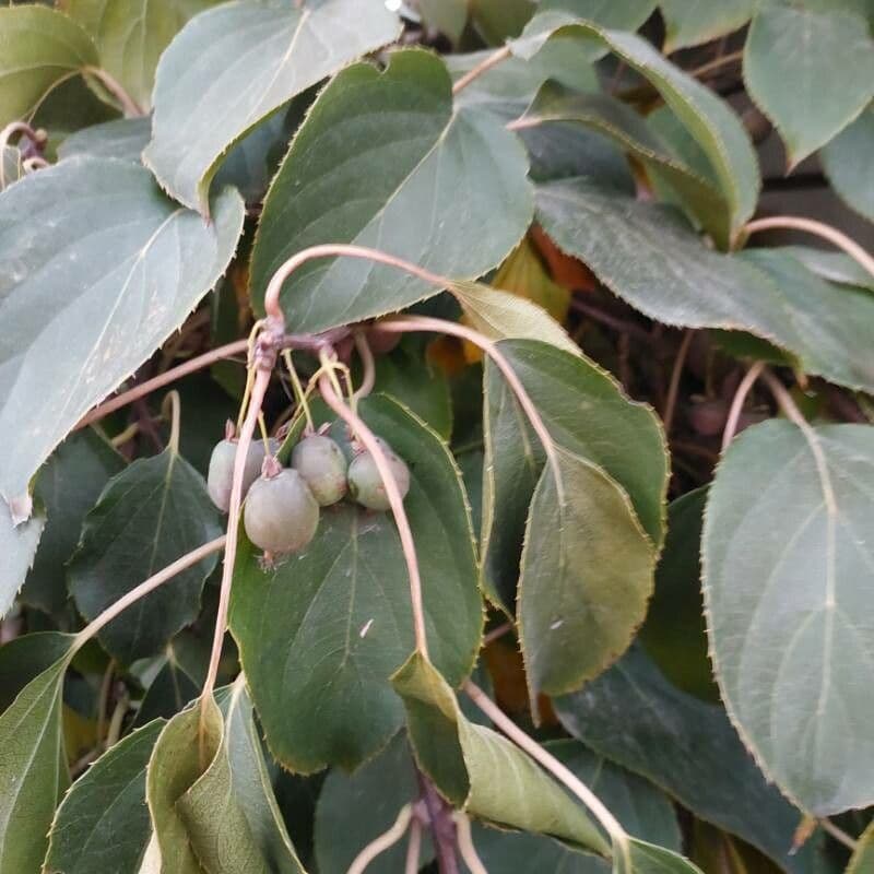 Kiwi arguta 3