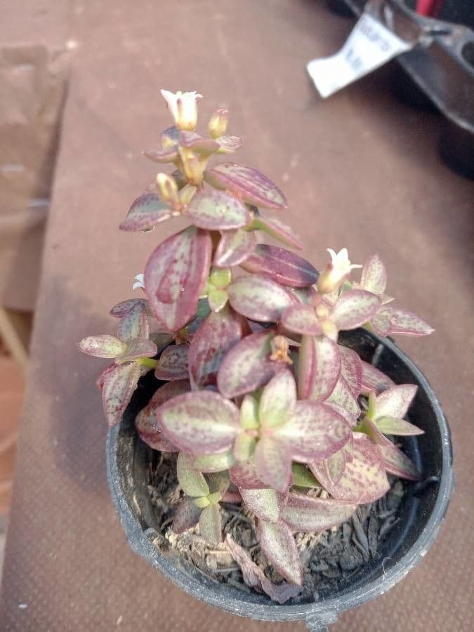 Crassula di Volkens 16
