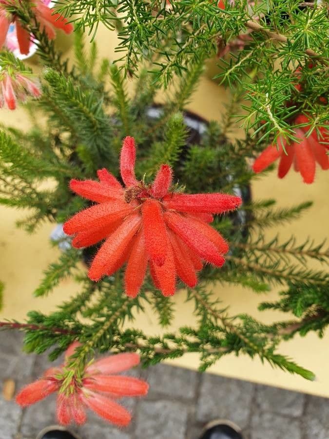 Erica mammosa 5