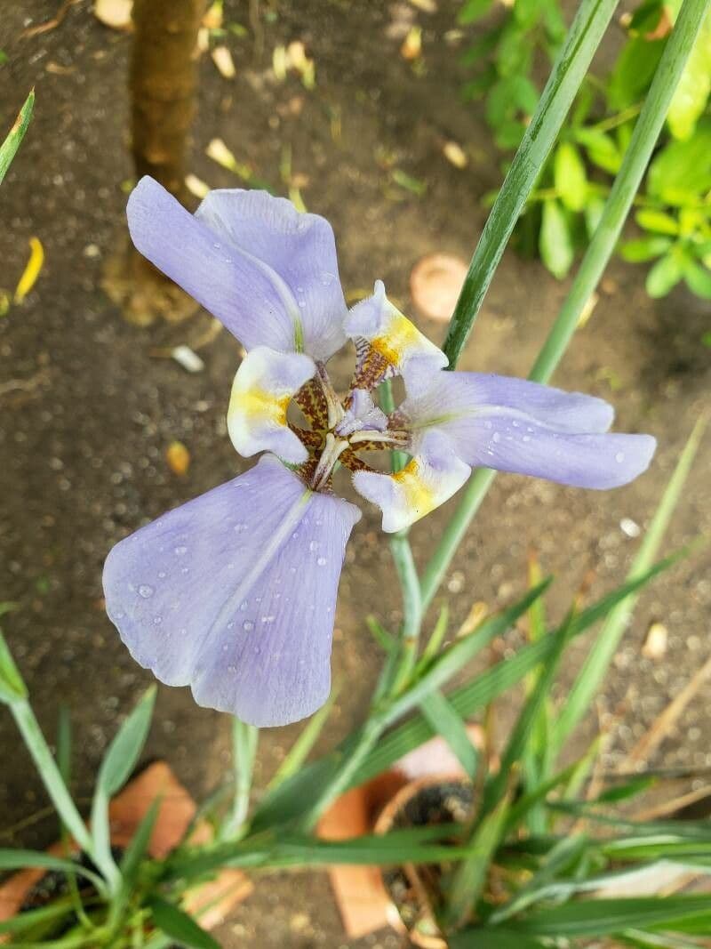 Phalocallis 2