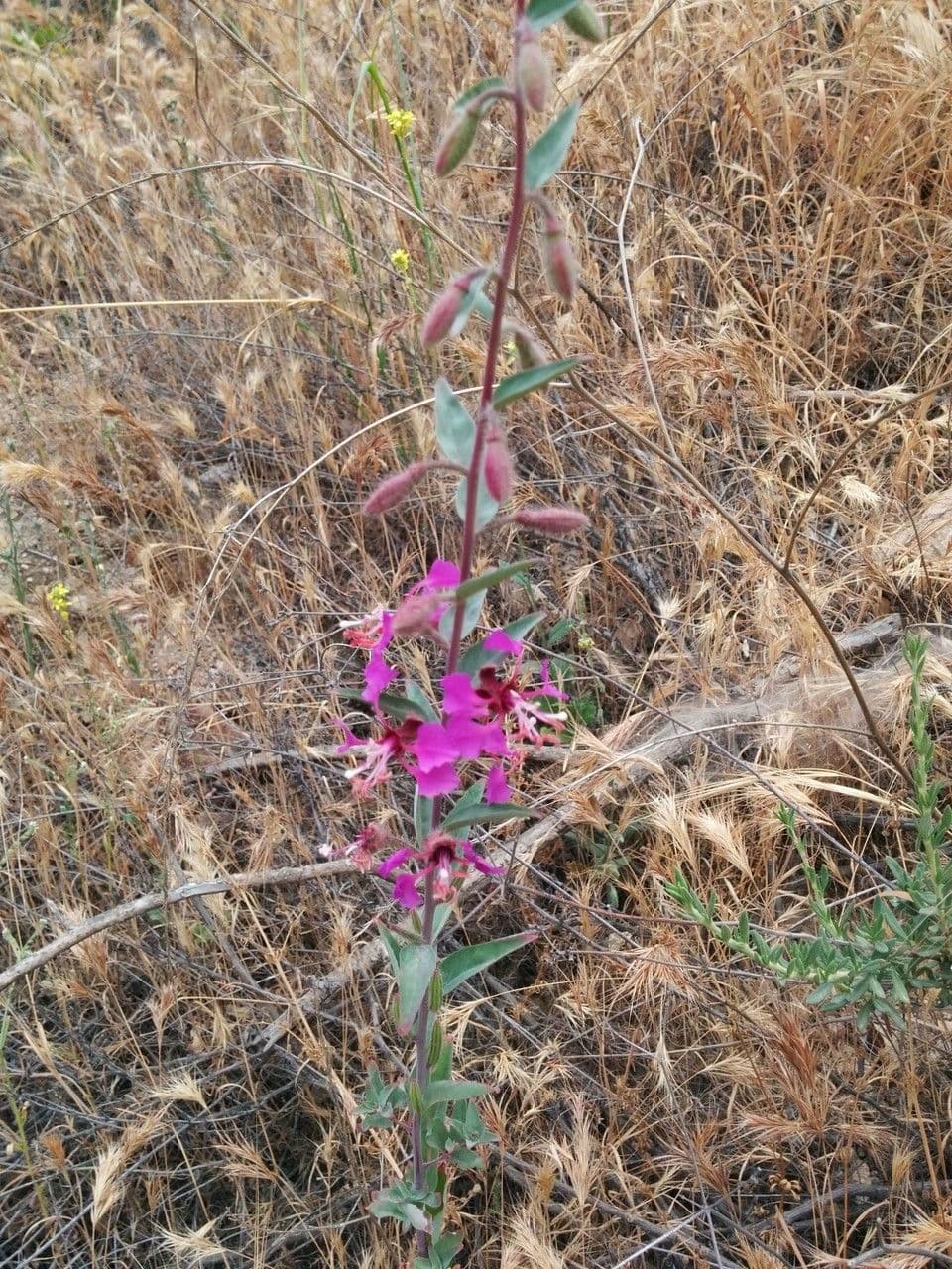 Clarkia 9