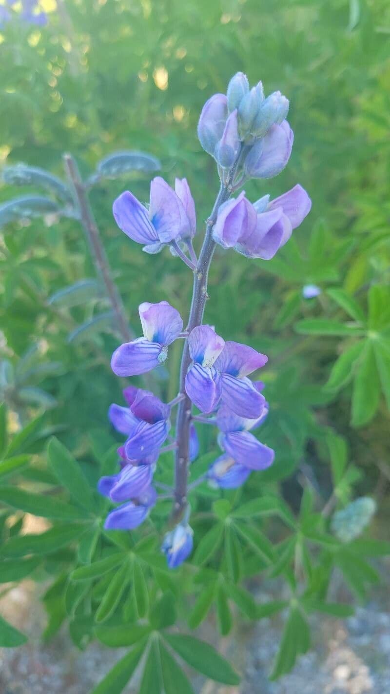 Nootka-Lupine 3