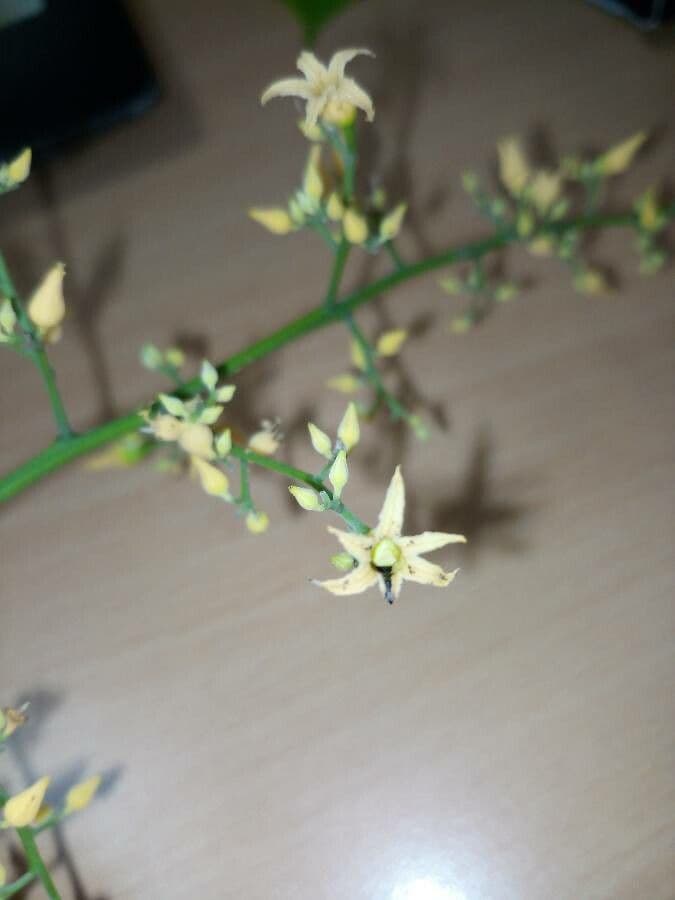 Hevea brazylijska 9