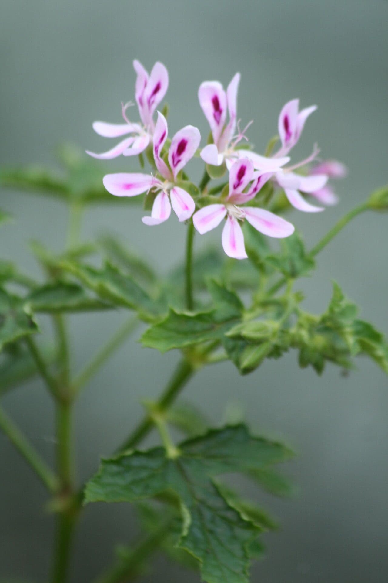 Pelargonium