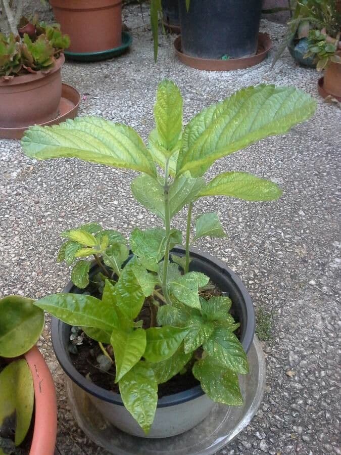 Eliotropio arboreo 14