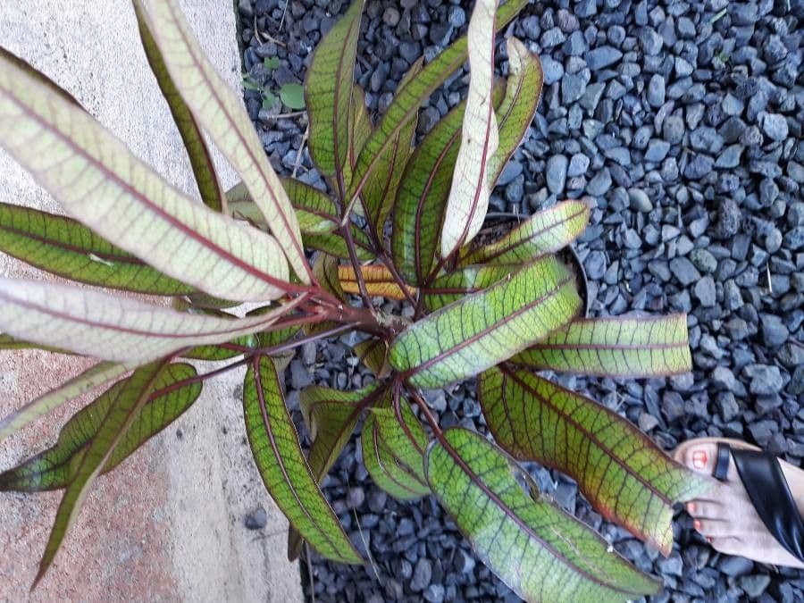 Polyscias 19