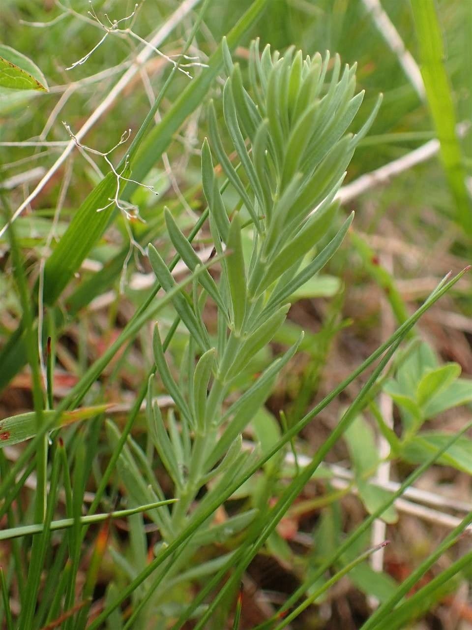 Linaria strisciante 13