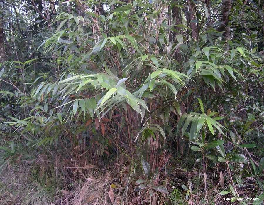 Greslania 2