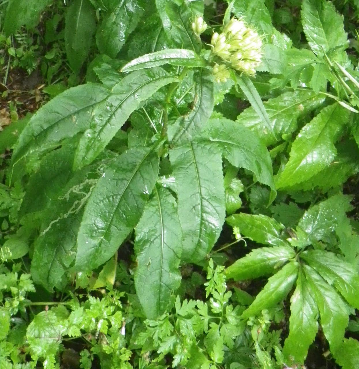 Senecio 17