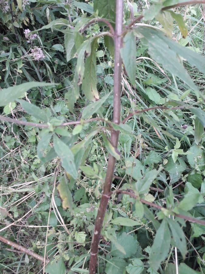 Eupatorio 25