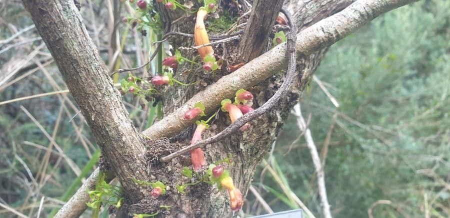 Halleria lucida 8