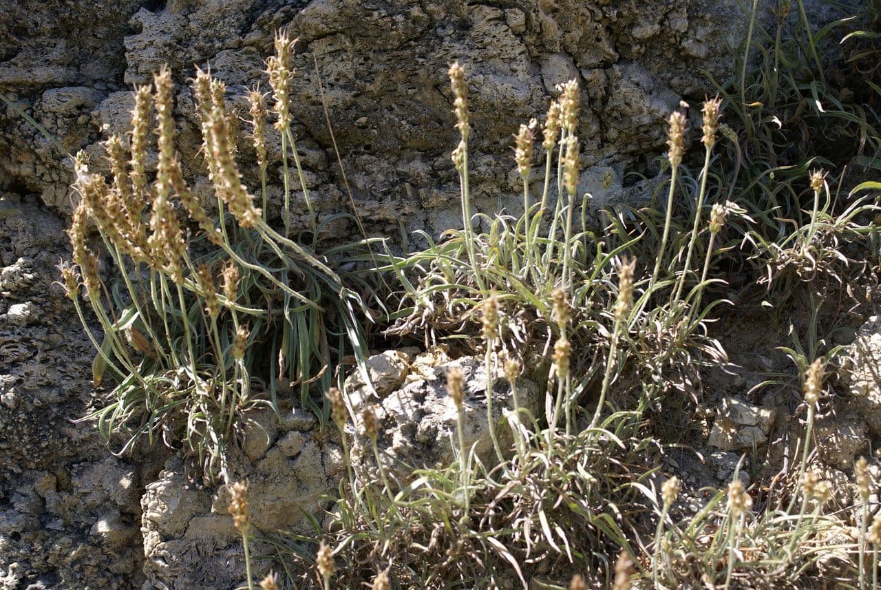Piantaggine bianca 12
