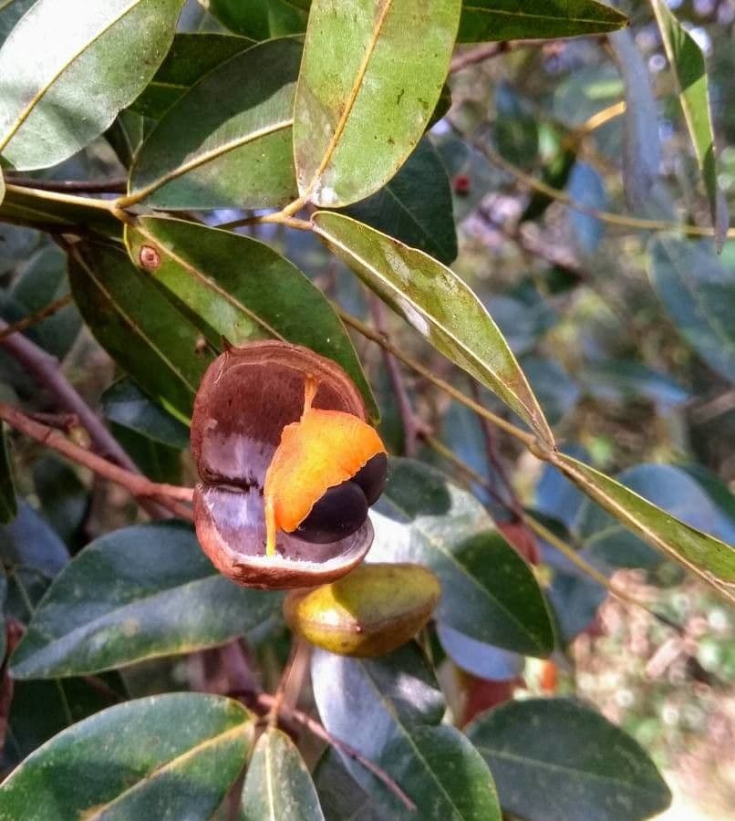 Copaiba de Langsdorff
