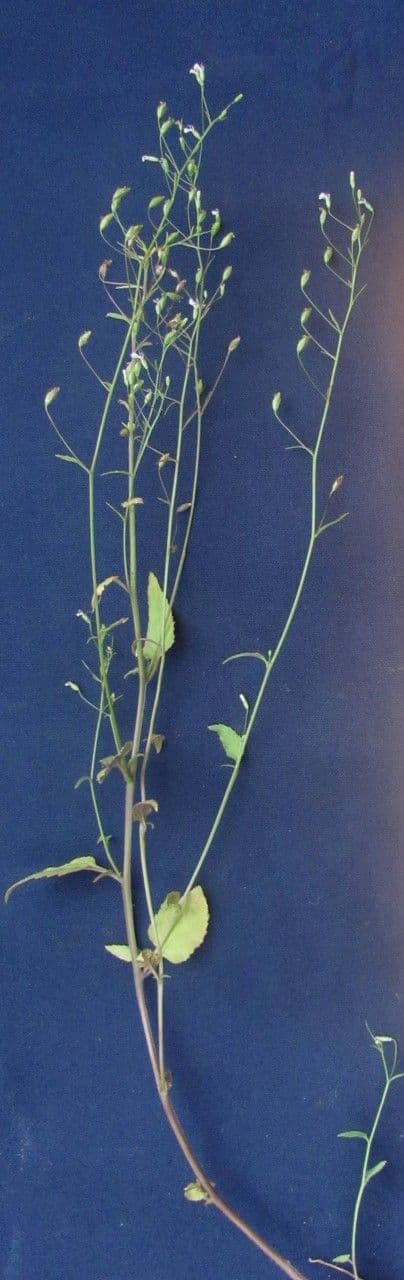 Lobelia xalapensis 2