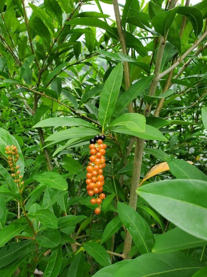 Citharexylum à queue 3