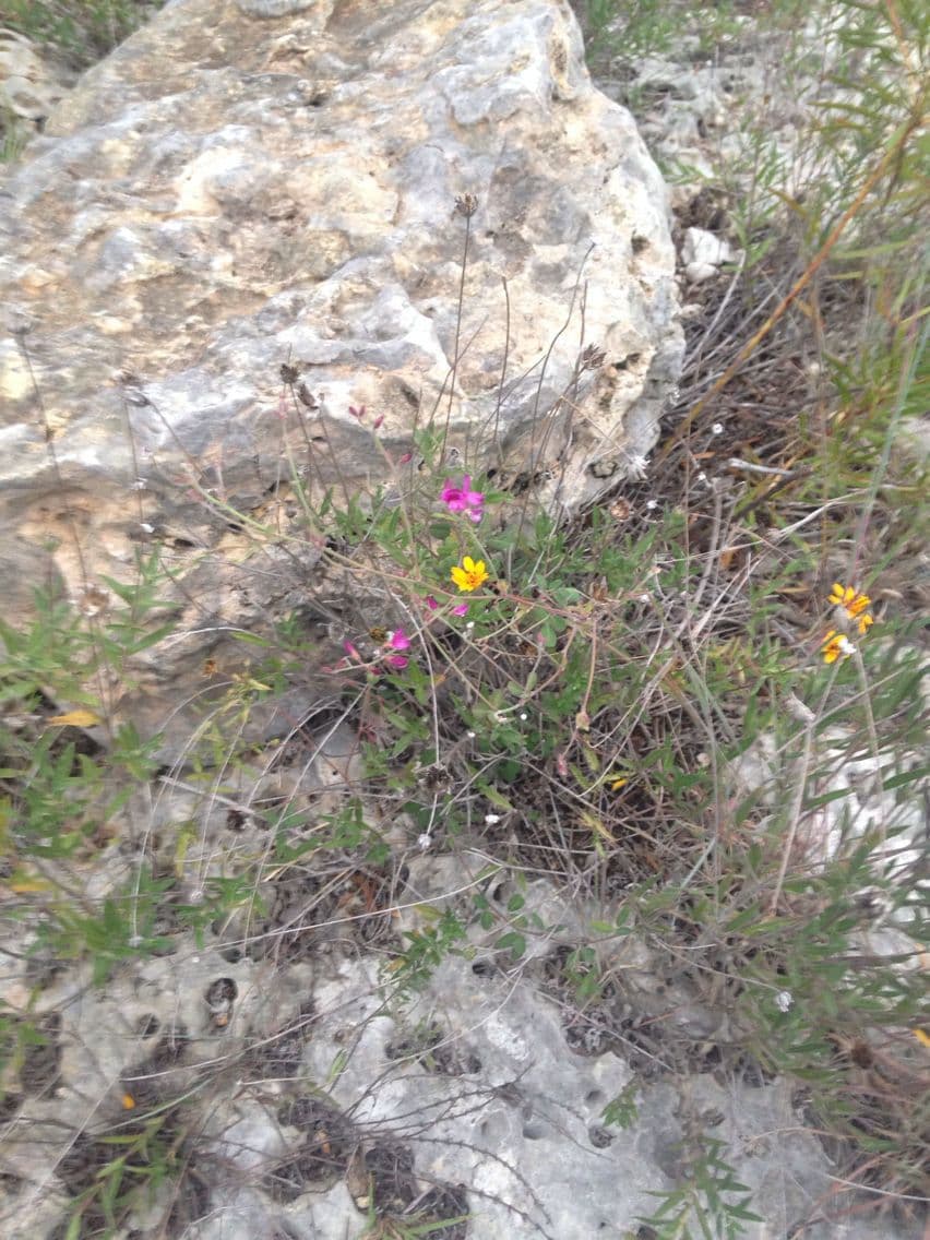 Lespedeza texana 3