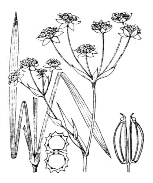 Bupleuro ranuncoloide 24