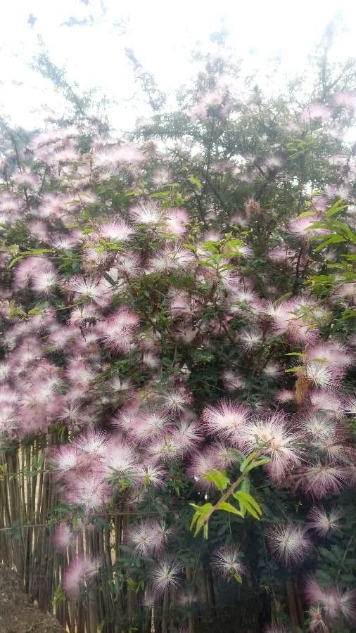 Calliandra del Suriname 9