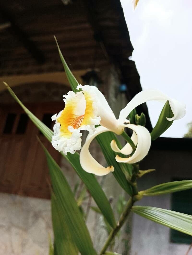 Sobralia 4