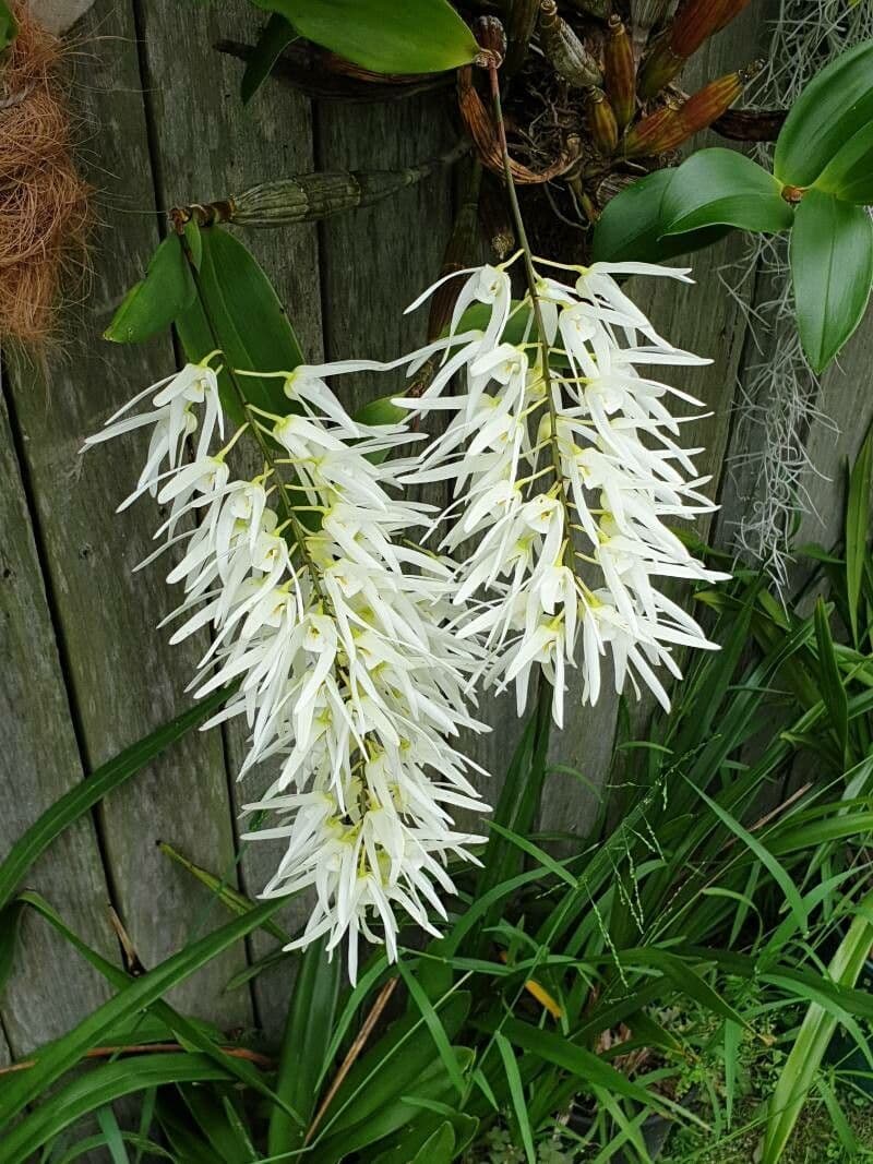 Dendrobium 2