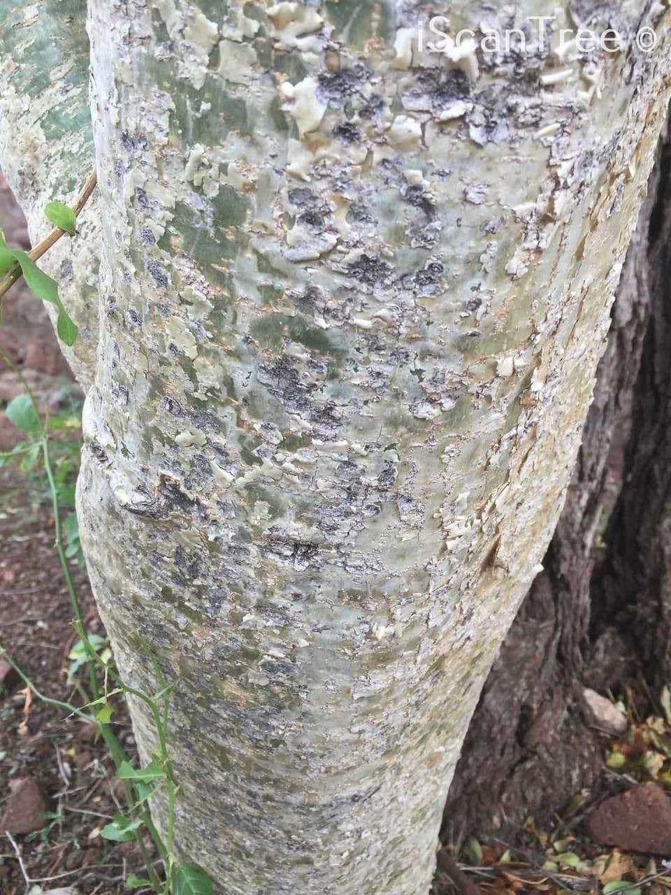 Steganotaenia araliacea 13