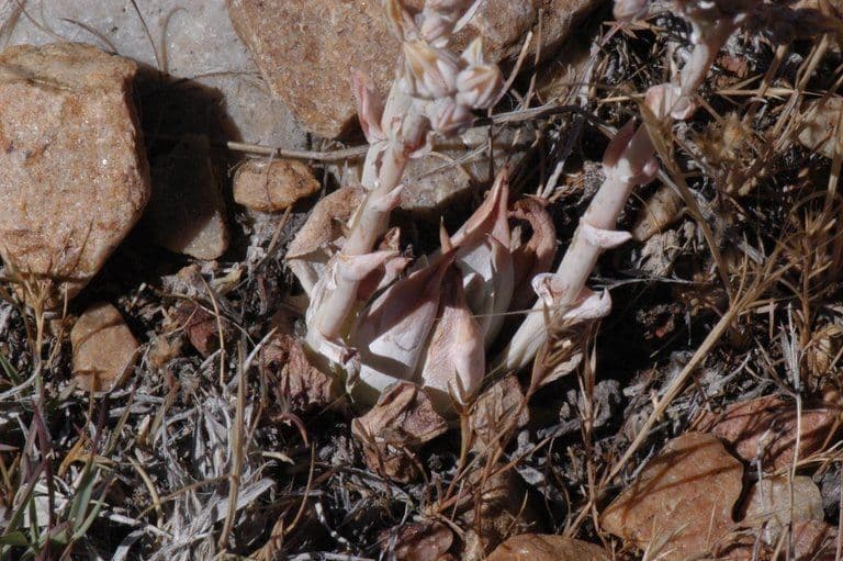 Dudleya 13