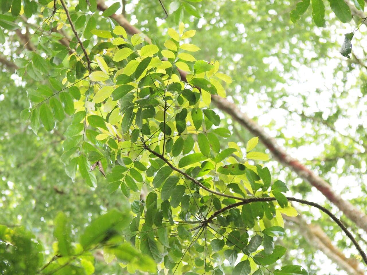 Pseudospondias microcarpa
