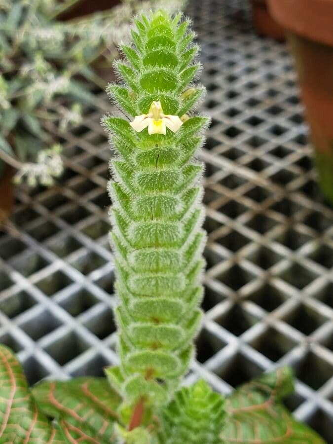 Fittonia 3