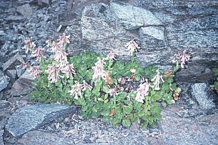 Penstemon 3
