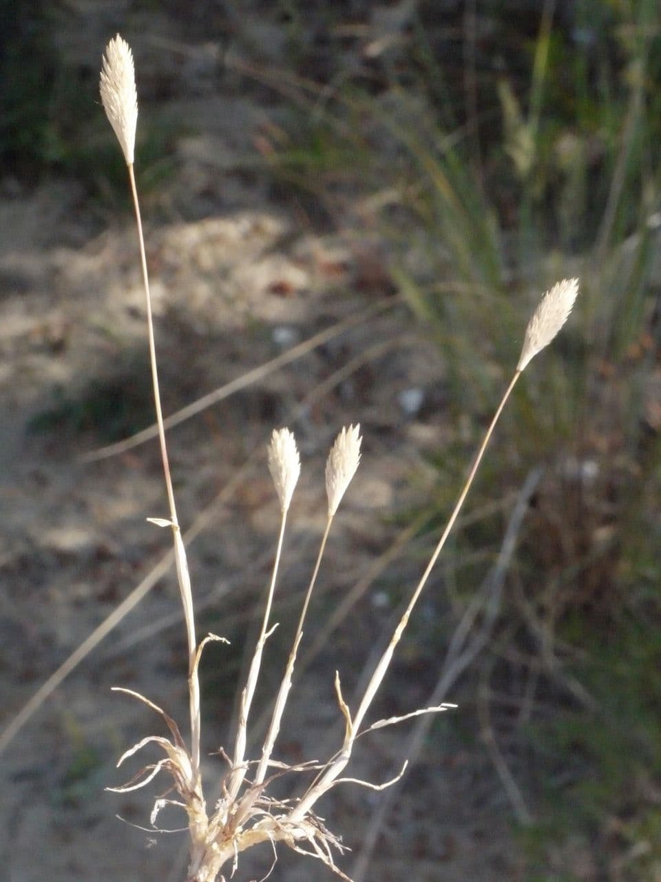 Codolina delle spiagge 25