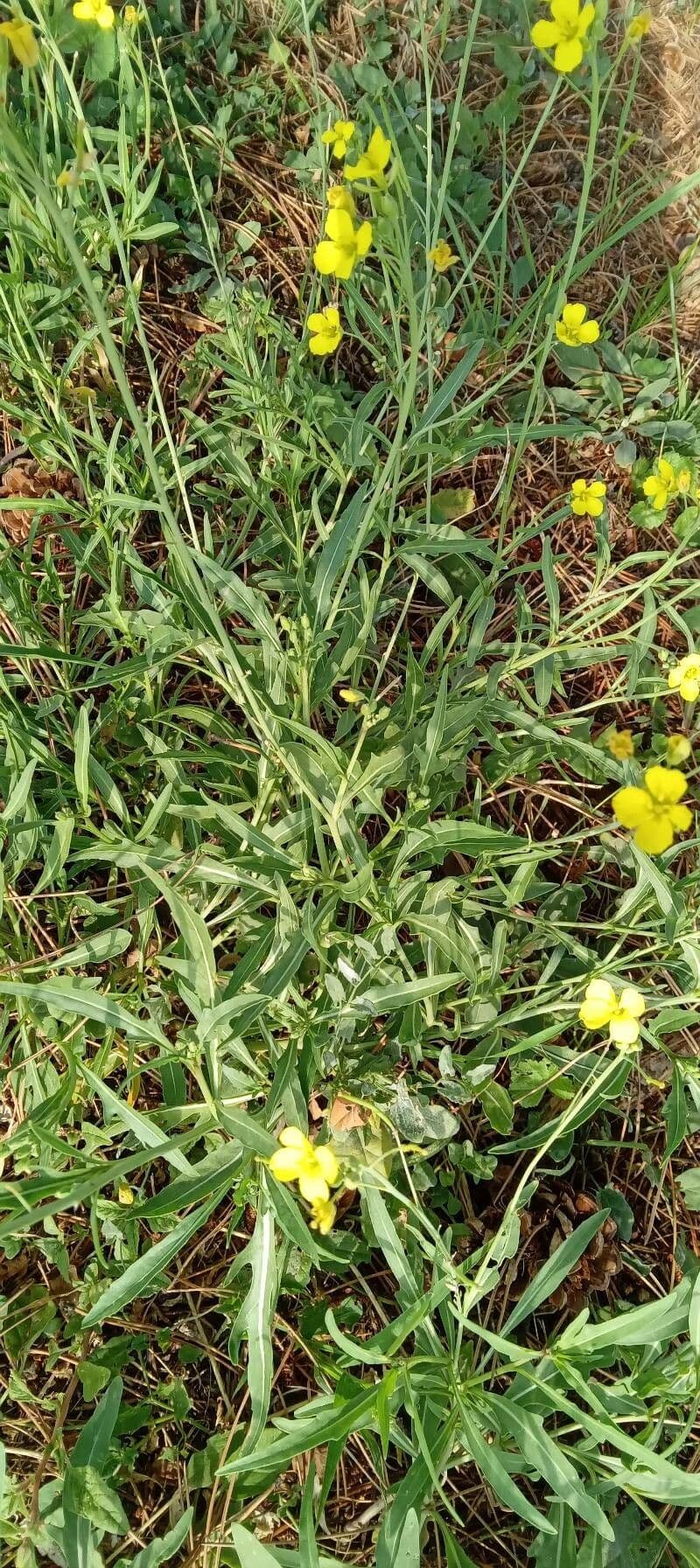 Diplotaxis à feuilles étroites 4
