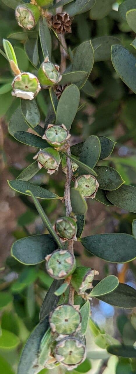 Leptospermum laevigatum 2