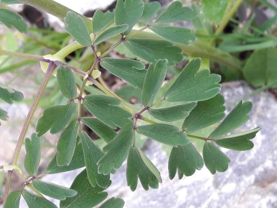 Akeleiblättrige Wiesenraute 19