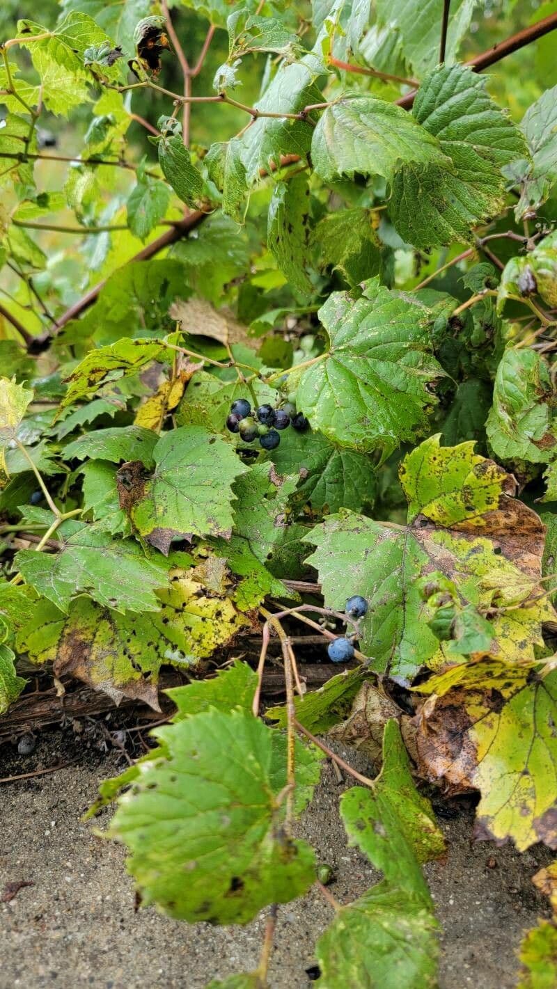 Fuchs-Weinrebe 6