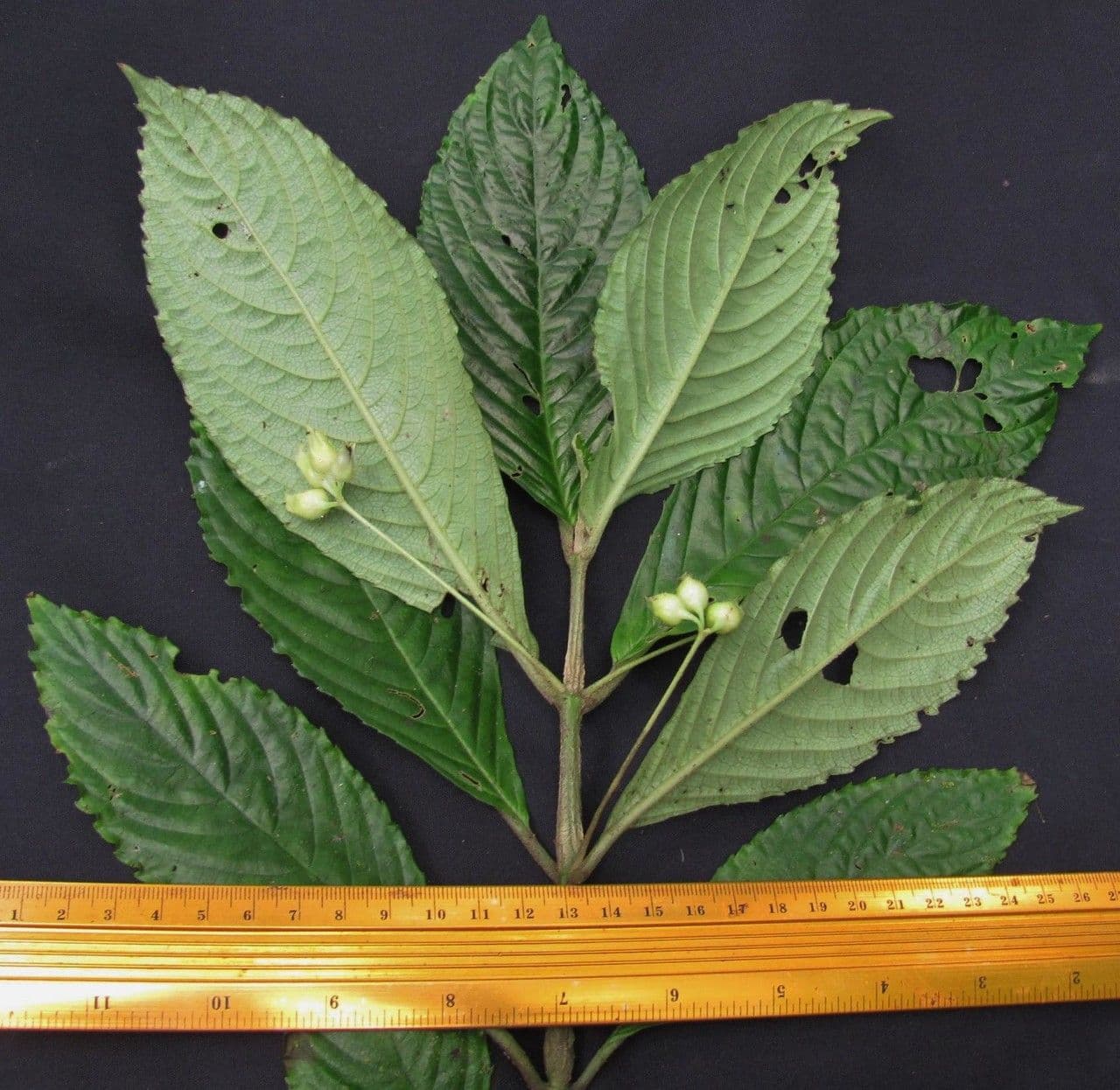 Gasteranthus 11