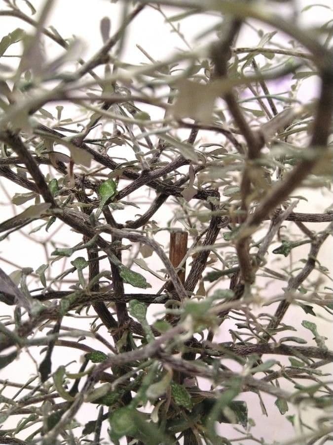 Corokia 19