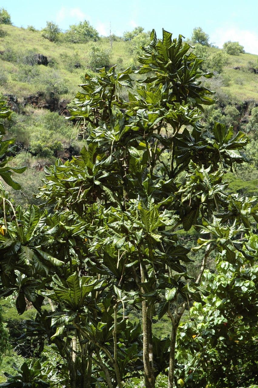 Barringtonia 6