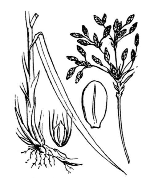 Junco radicans 5